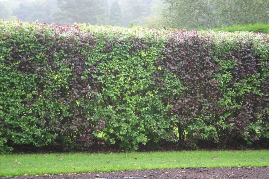 Спирея самшит