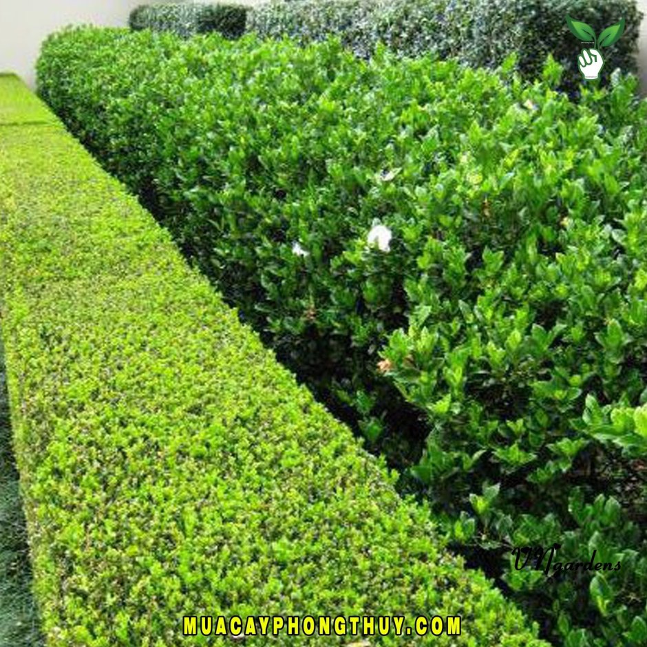 Туя Даника изгородь