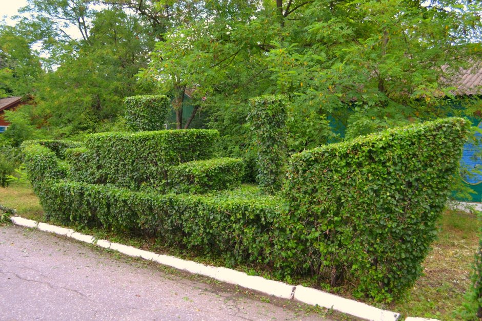 Бирючина снежноягодник