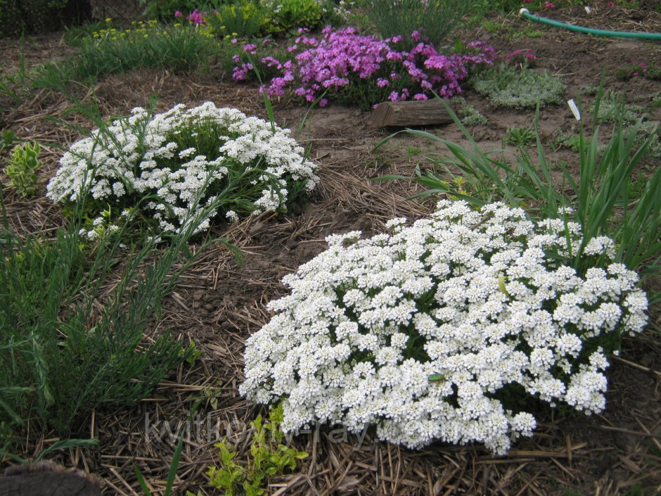 Почвопокровные многолетники иберис