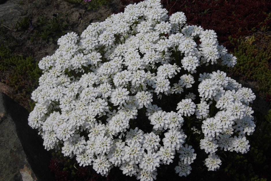 Алиссум на клумбе