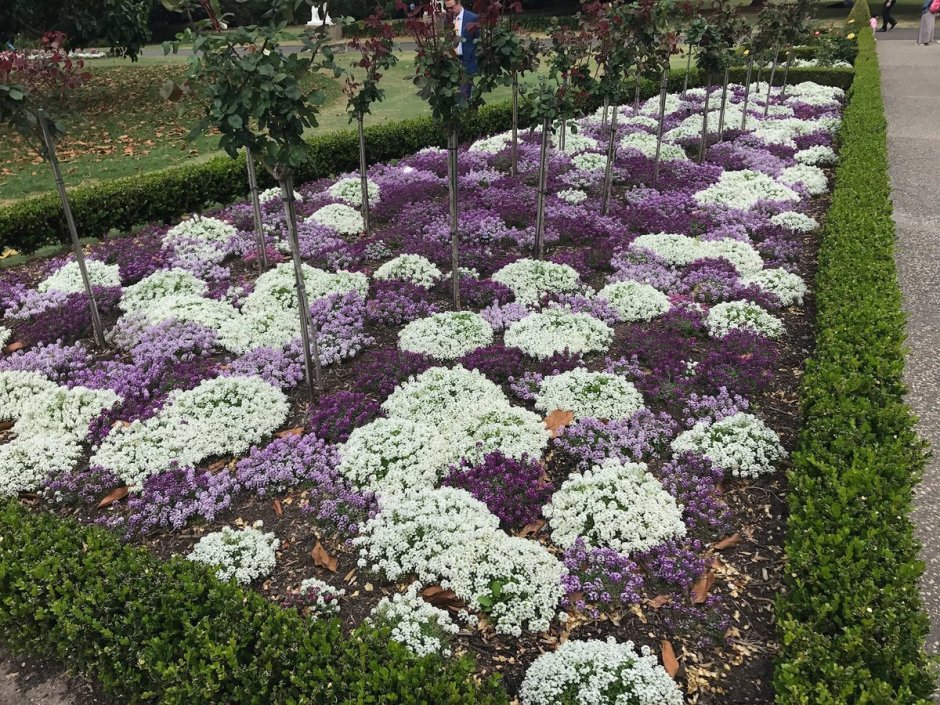 Иберис в ландшафте