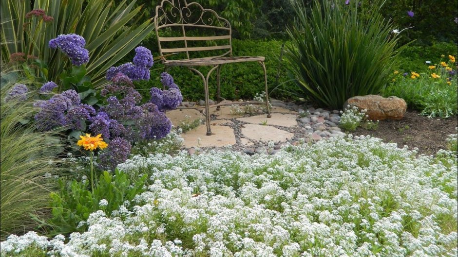 Иберис Горький