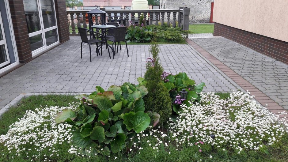 Иберис вечнозеленый в ландшафтном дизайне