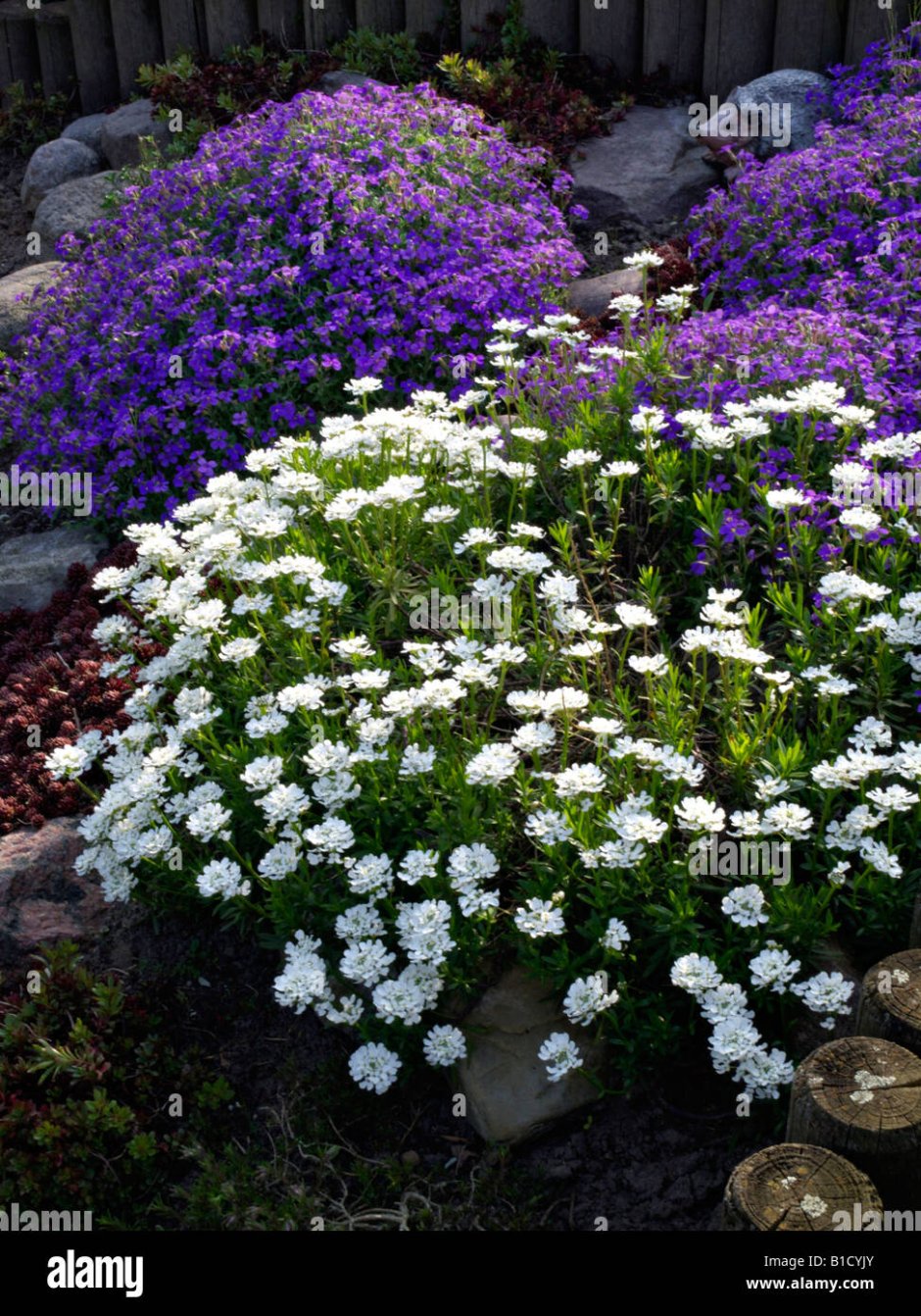 Иберис Александрия Альпийская горка