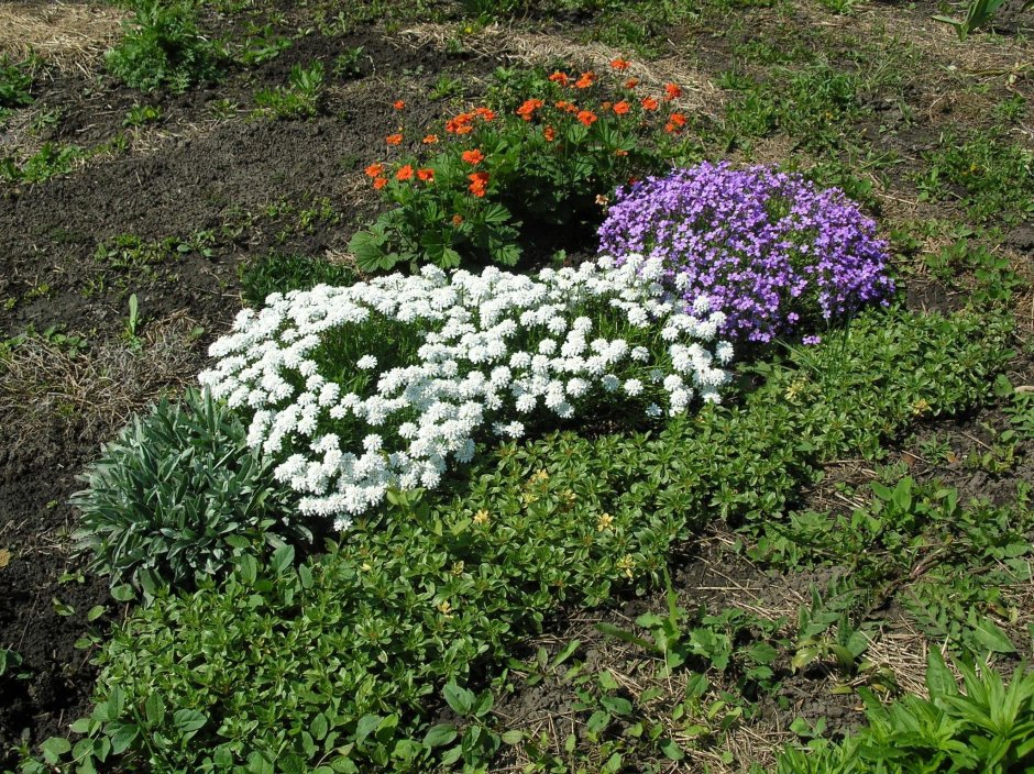 Иберис на клумбе