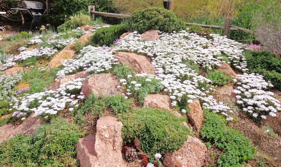 Иберис Ясколка