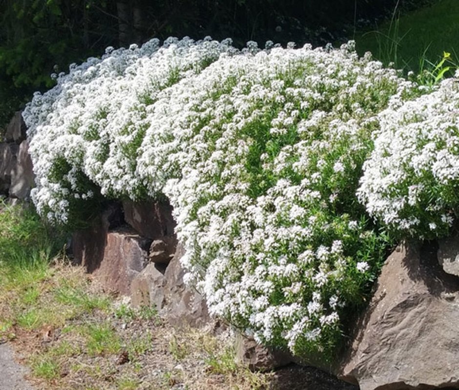 Иберис вечнозеленый Тахо