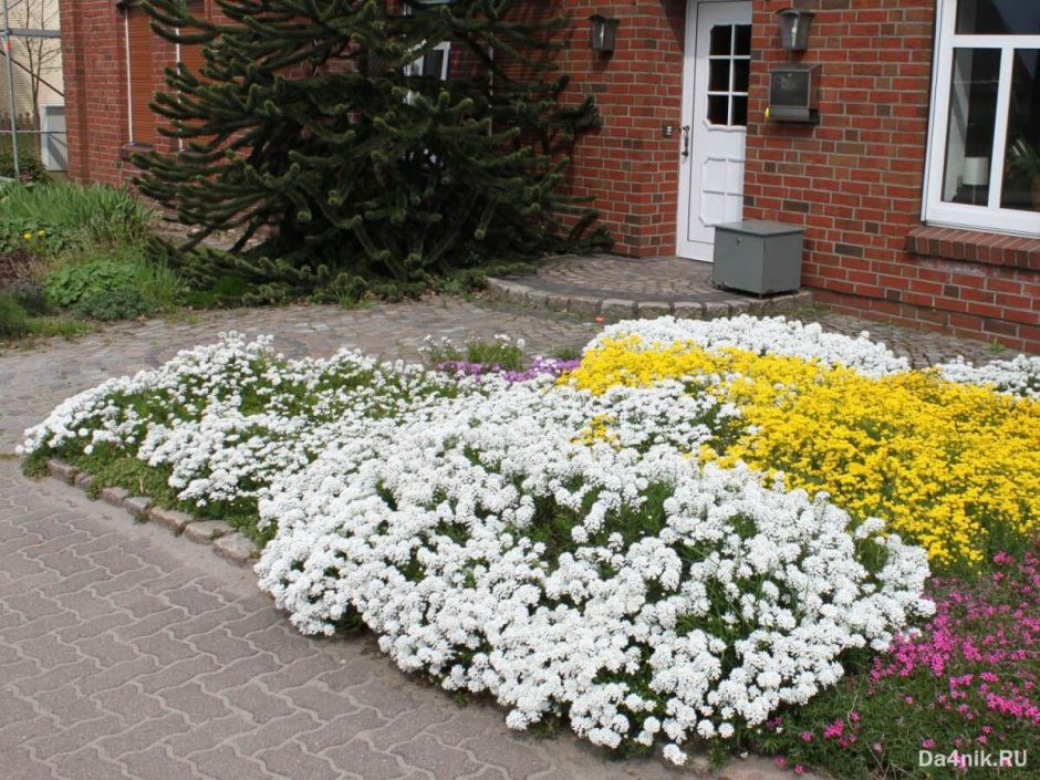 Клумба алиссум Ясколка