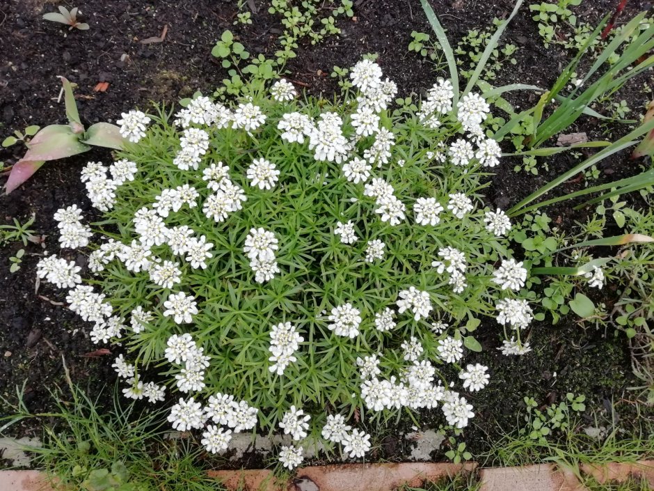 Иберис многолетний