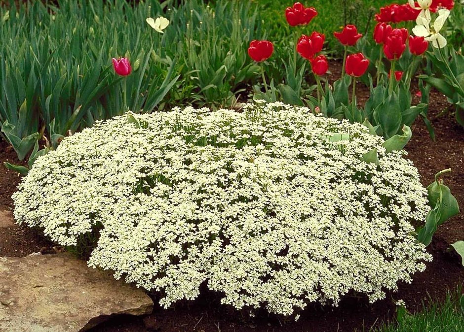 Цветы иберис,алиссум