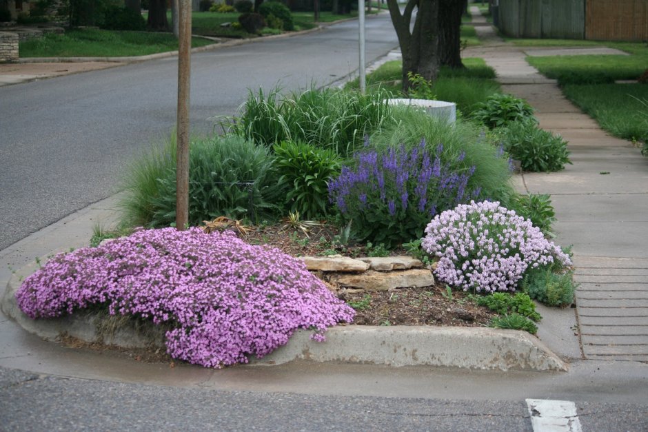 Иберис и алиссум клумба