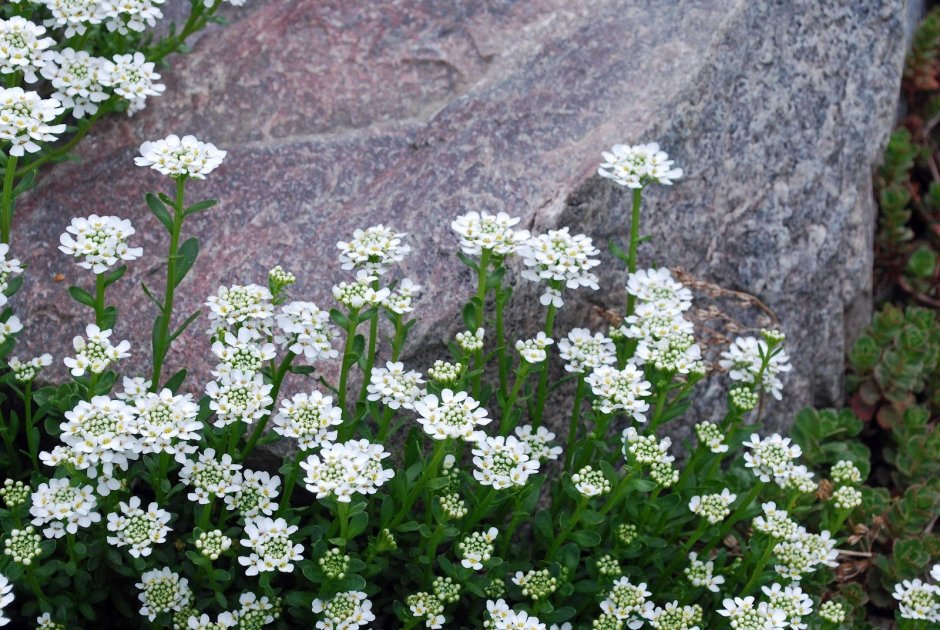 Иберис зонтичный