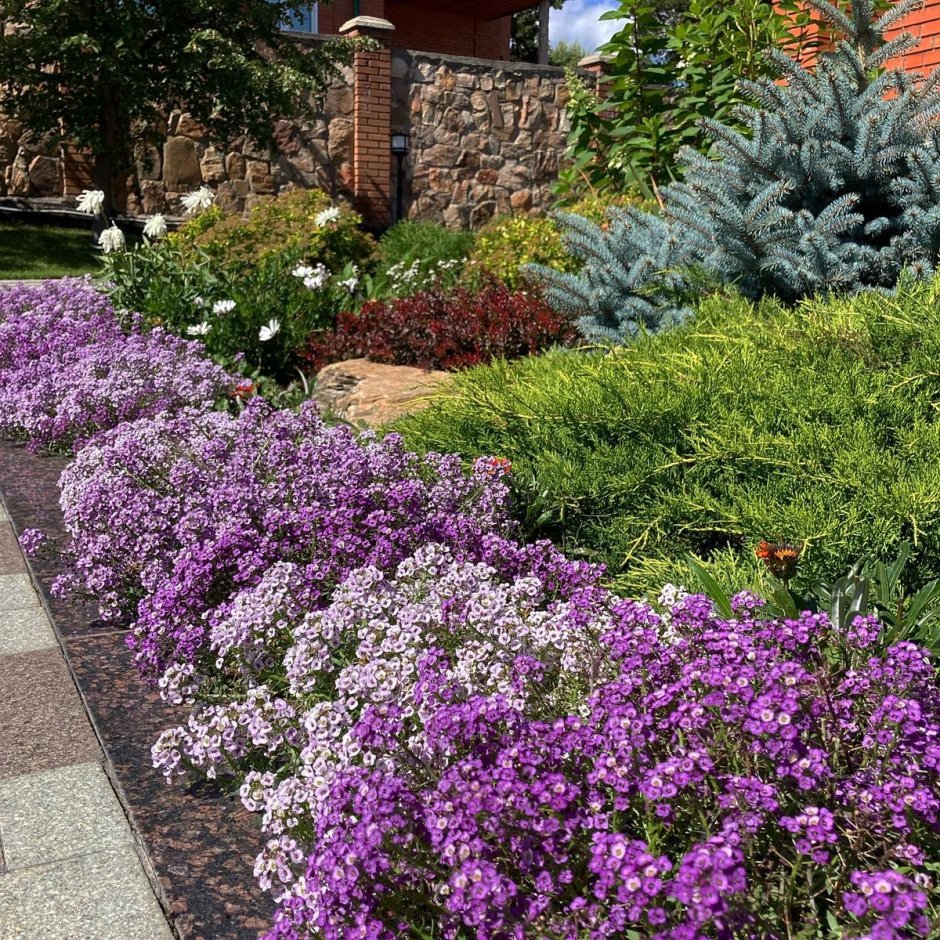 Белые почвопокровные многолетники