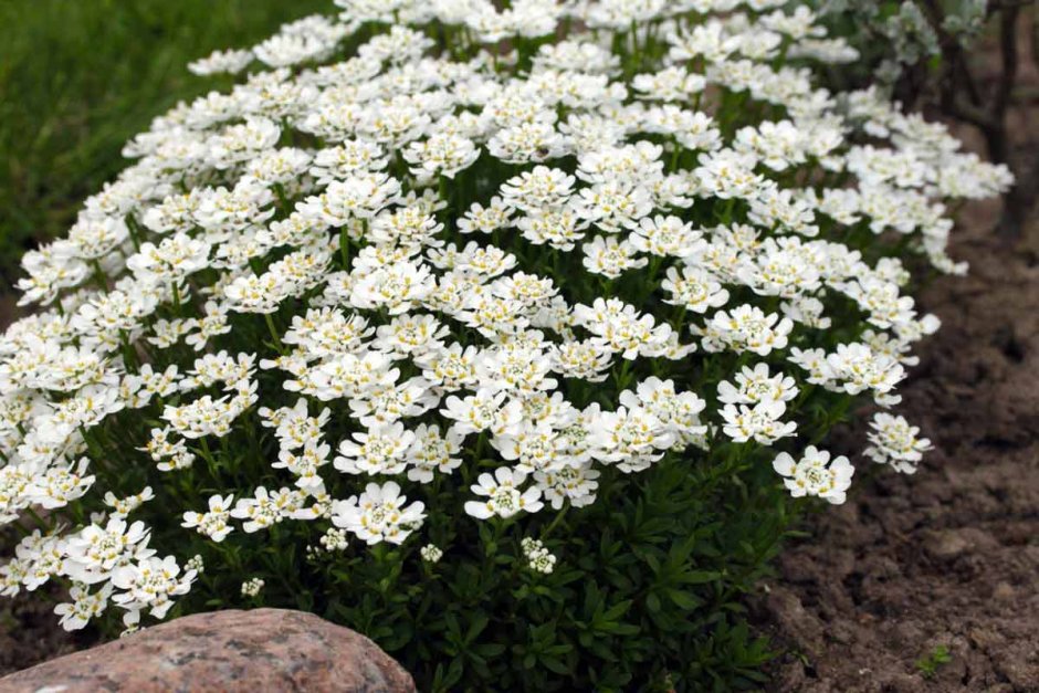 Клумба алиссум Ясколка