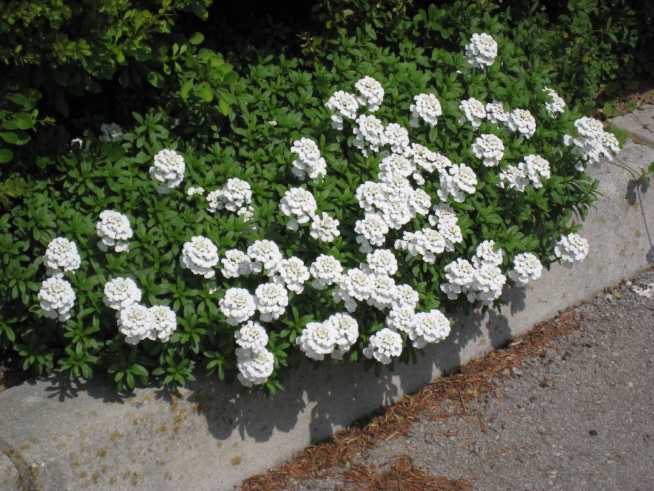 Иберис многолетний почвопокровный