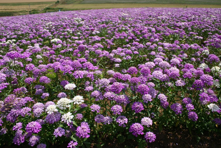 Иберис "Pink Ice"