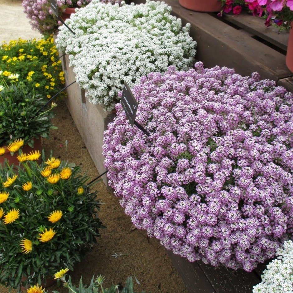 Иберис вечнозеленый