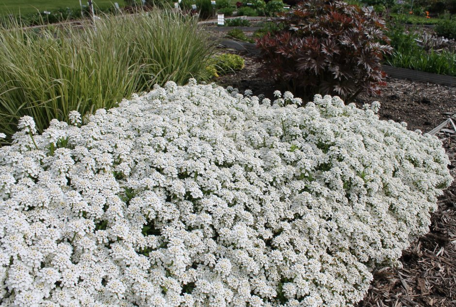 Многолетний иберис в ландшафтном дизайне