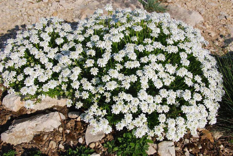 Остеоспермум в клумбах