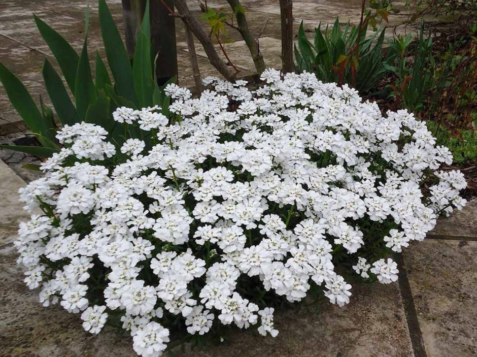 Аллиум Неаполитанский белый