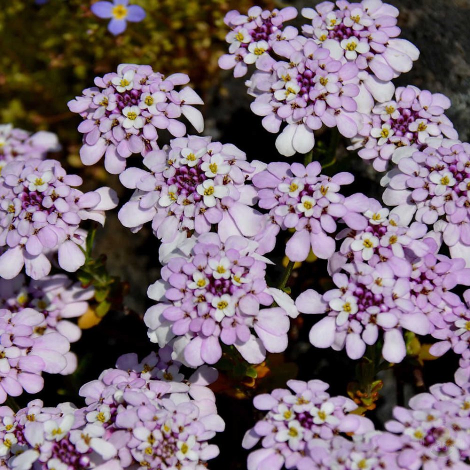 Иберис (Стенник)