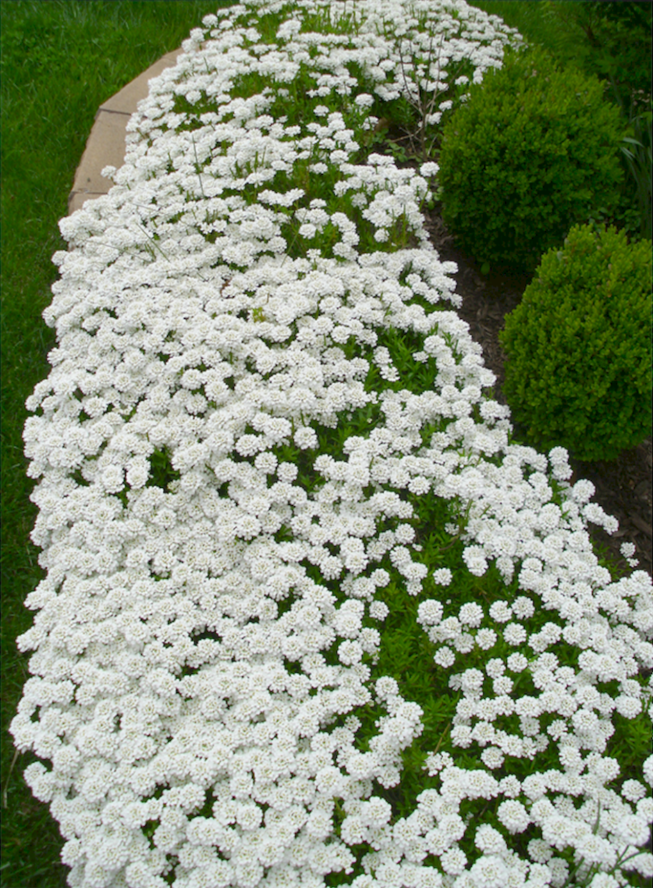 Иберис Сноуфлейк