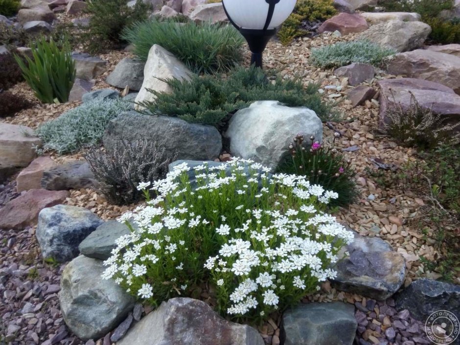 Иберис вечнозеленый Тахо