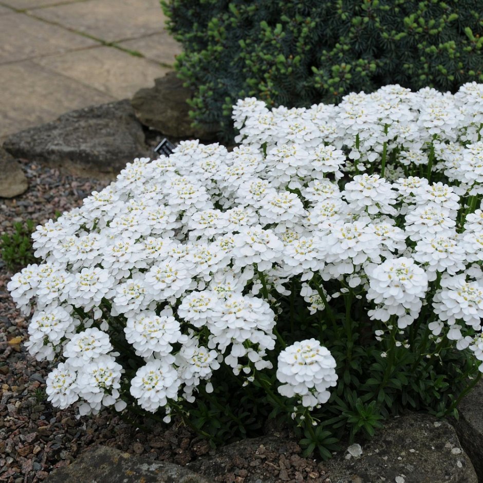 Иберис зончатый