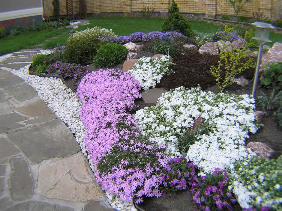 Шалфей Дубравный в ландшафтном