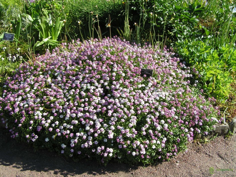 Иберис Пинк айс