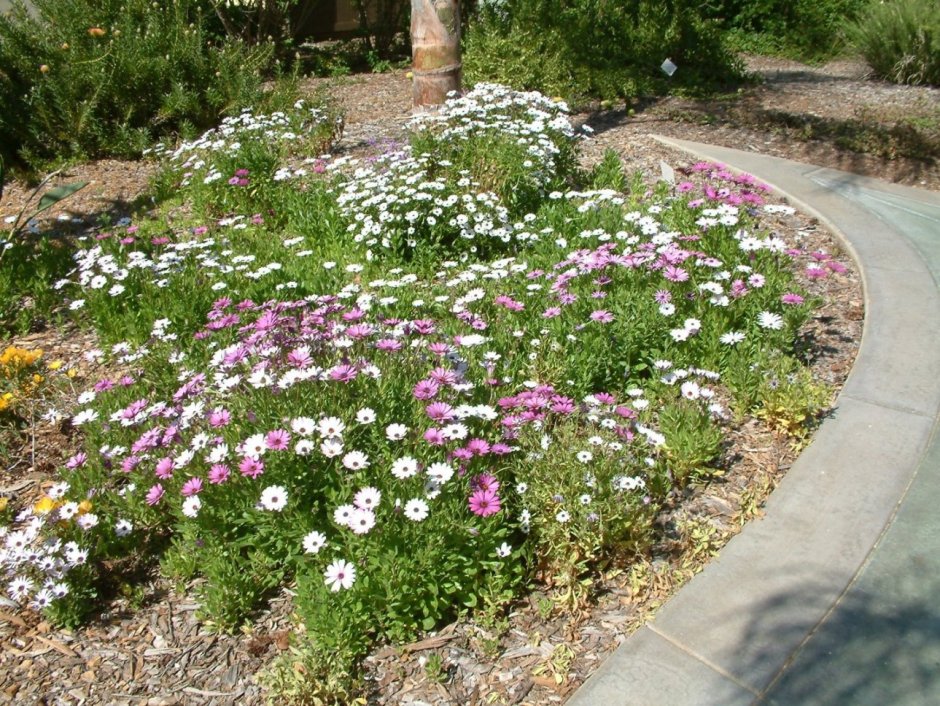 Ясколка войлочная columnae