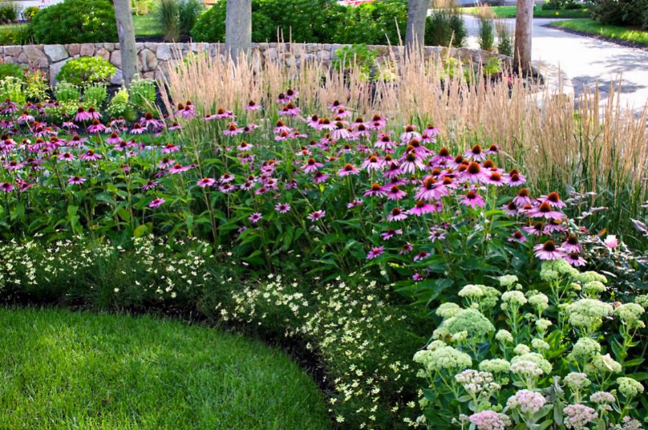 Флокс шиловидный на клумбе