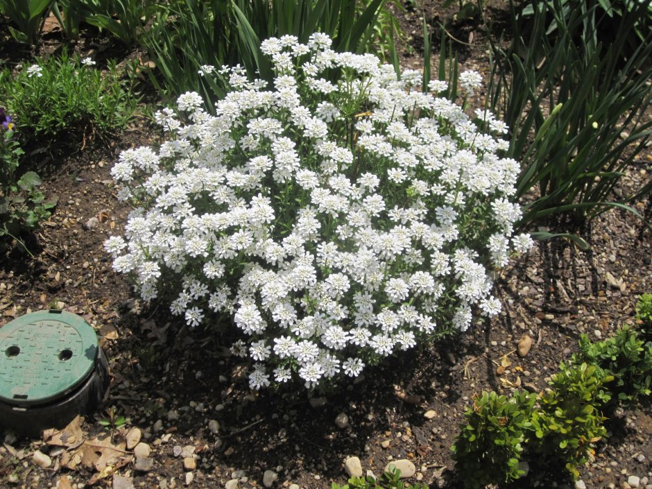 Иберис зонтичный голубой