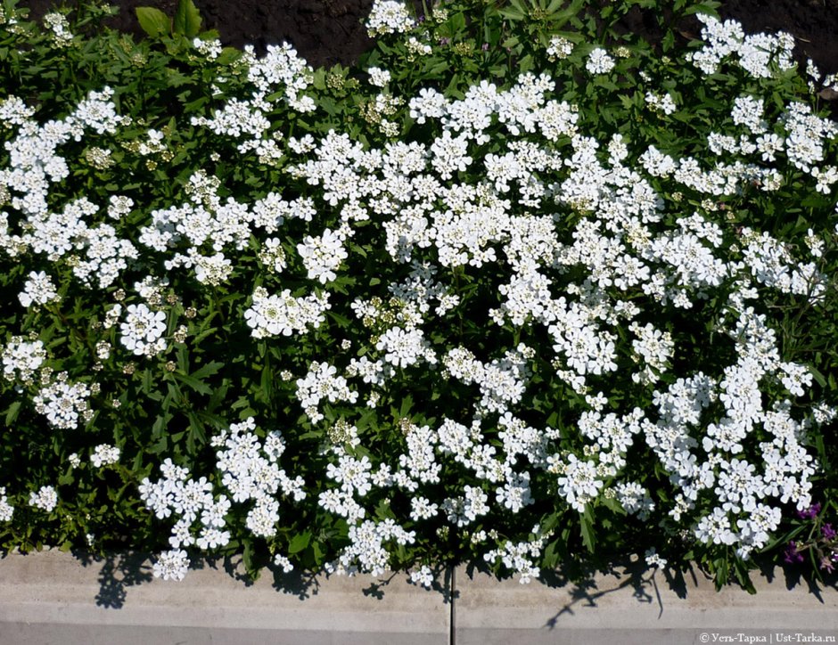 Иберис вечнозеленый — Iberis sempervirens