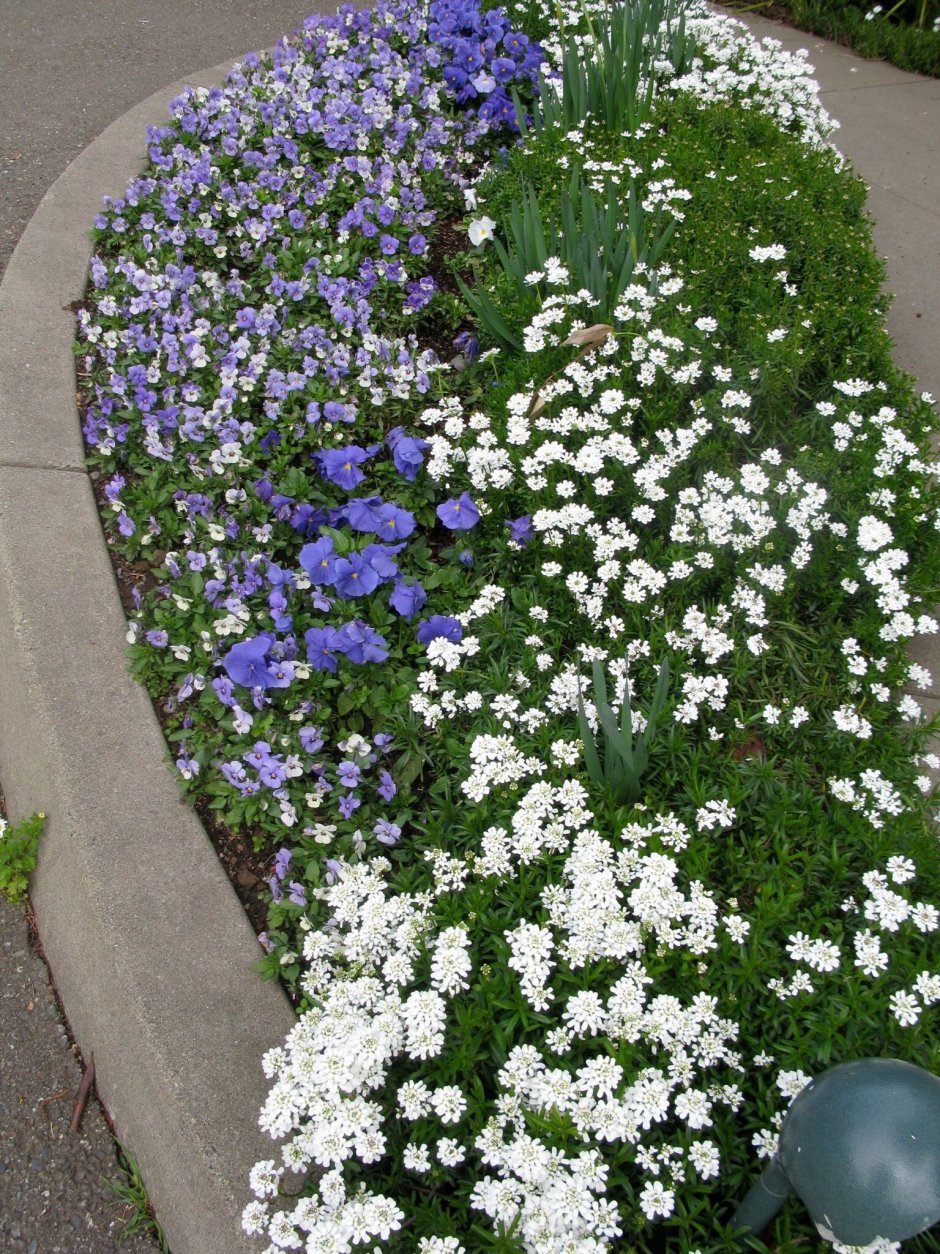 Иберис вечнозеленый — Iberis sempervirens