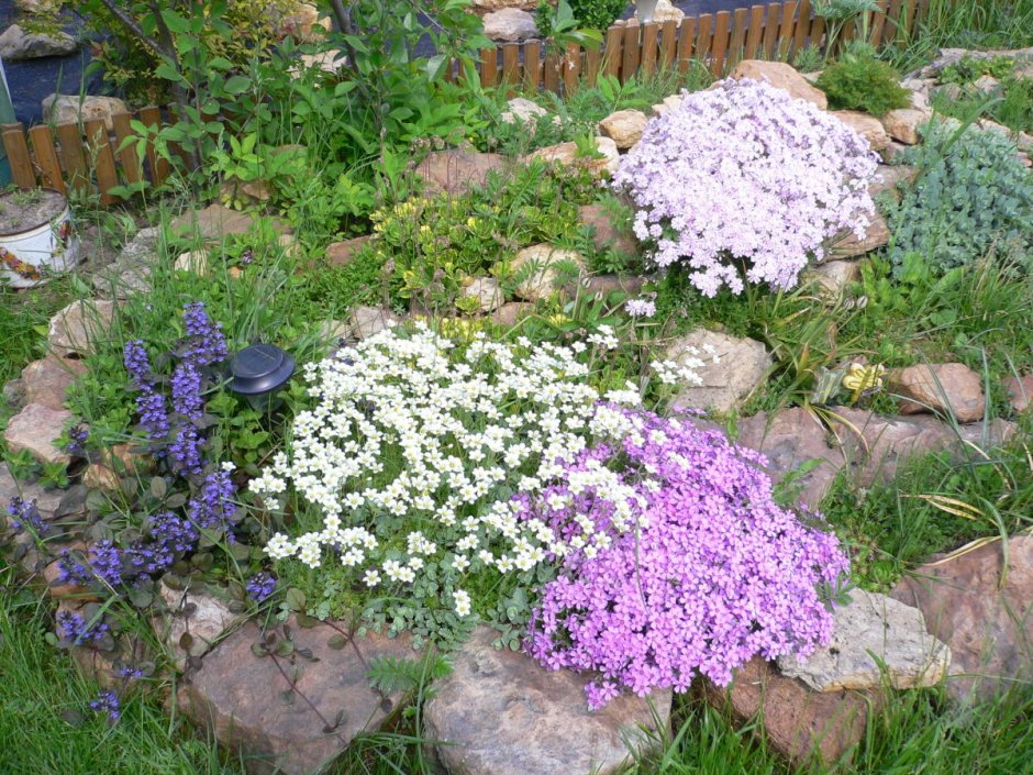 Иберис вечнозеленый Сноуфлейк