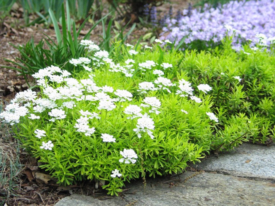 Иберис вечнозеленый Тахо