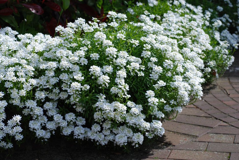 Цинерария петуния алиссум