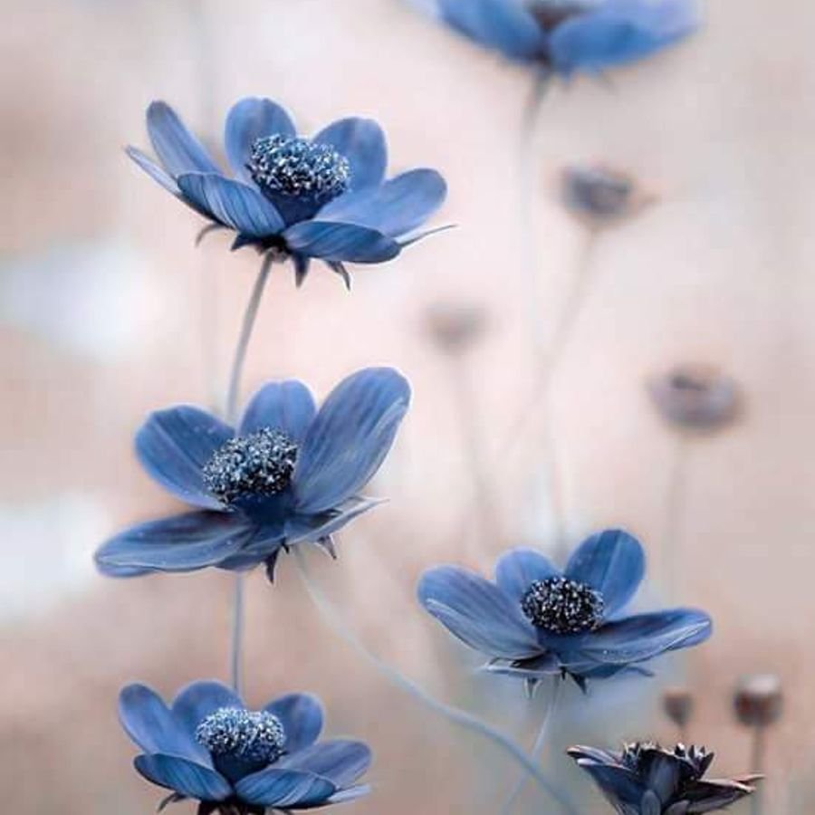 Серо синие цветы