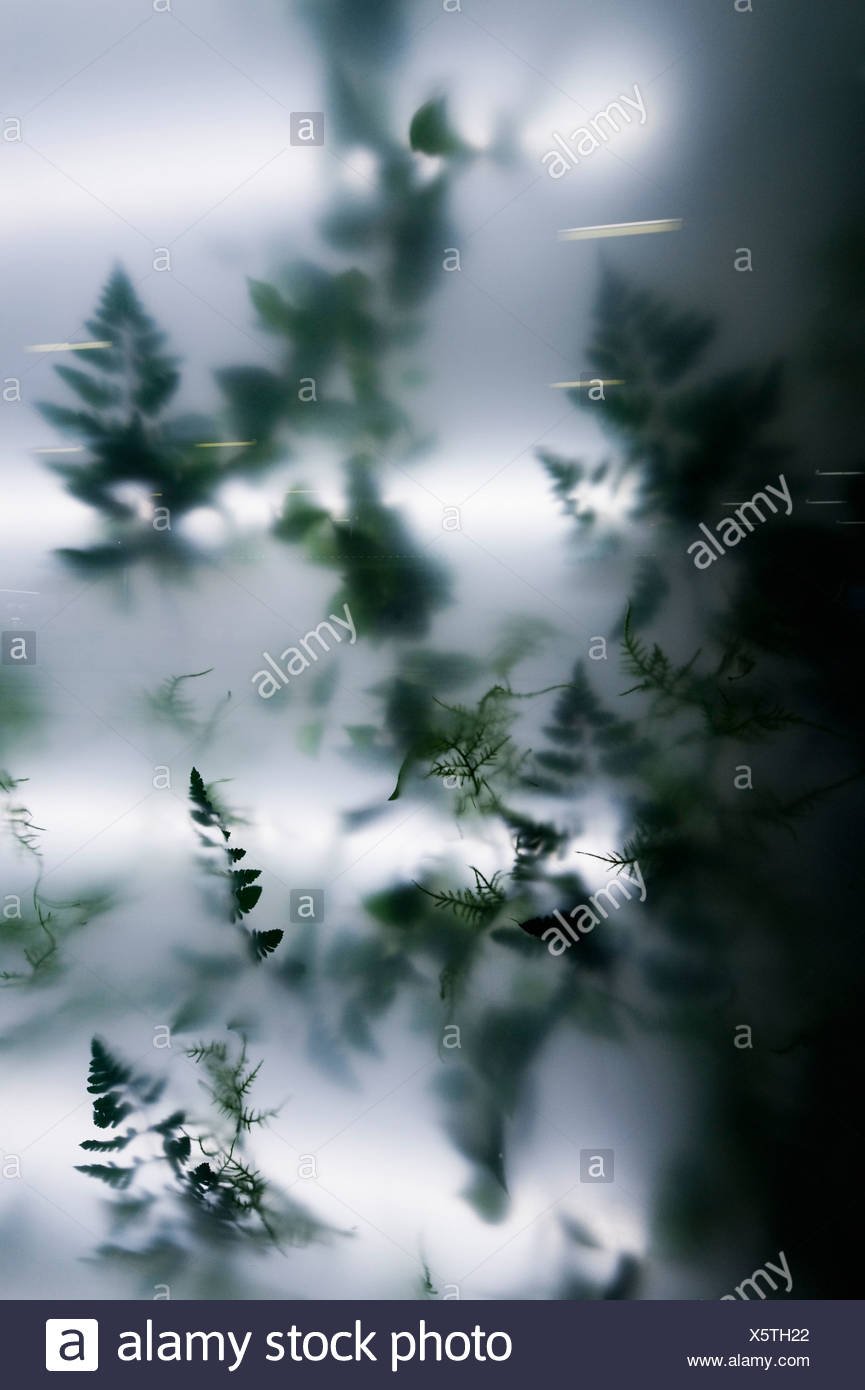 Стеклянная перегородка с растениями