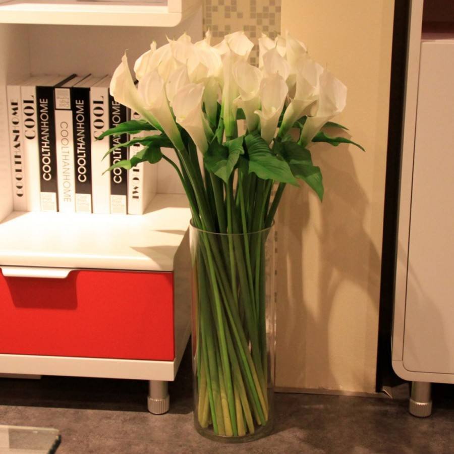 Глициния комнатная