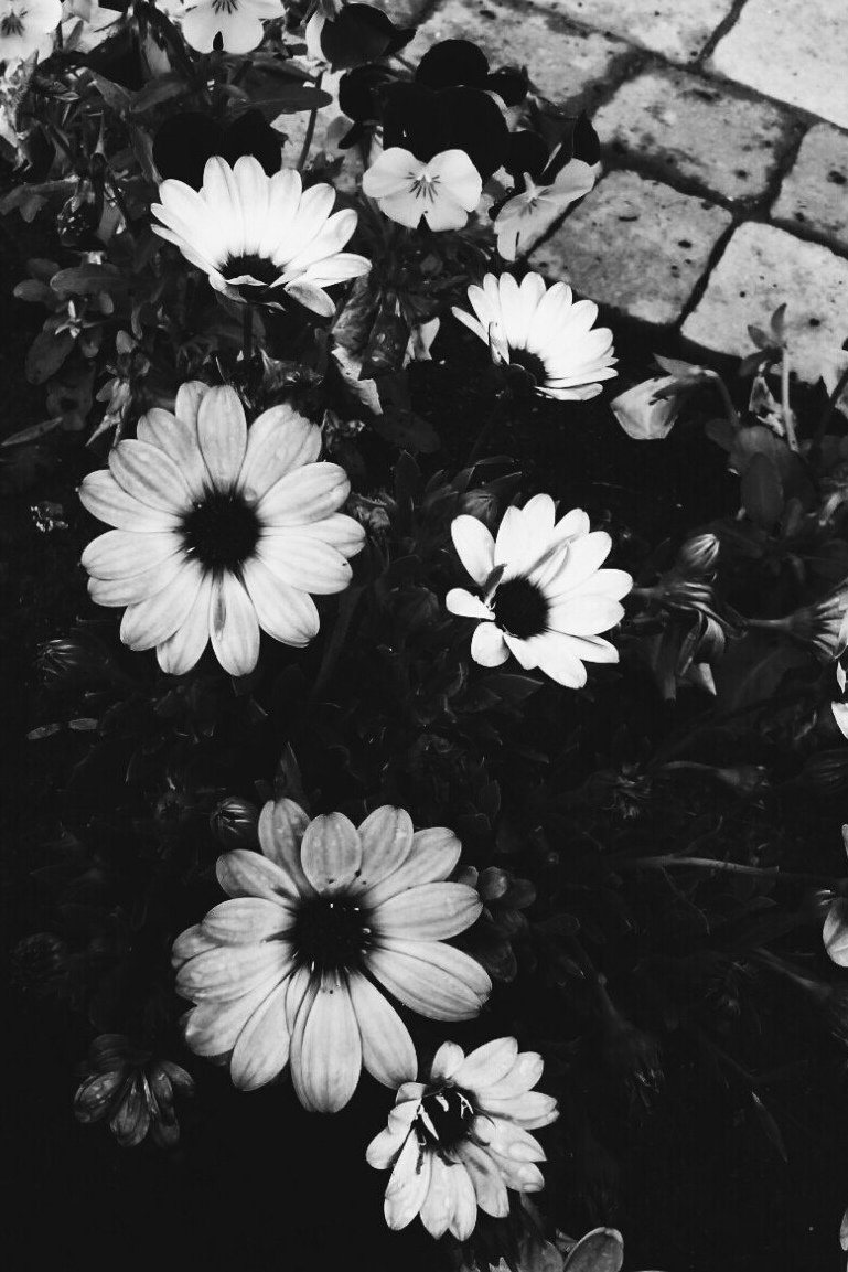 Эстетика чёрного и белого