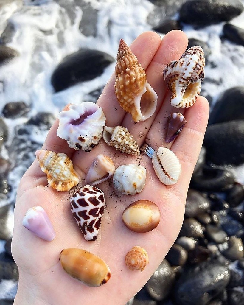 Красивые ракушки с жемчугом