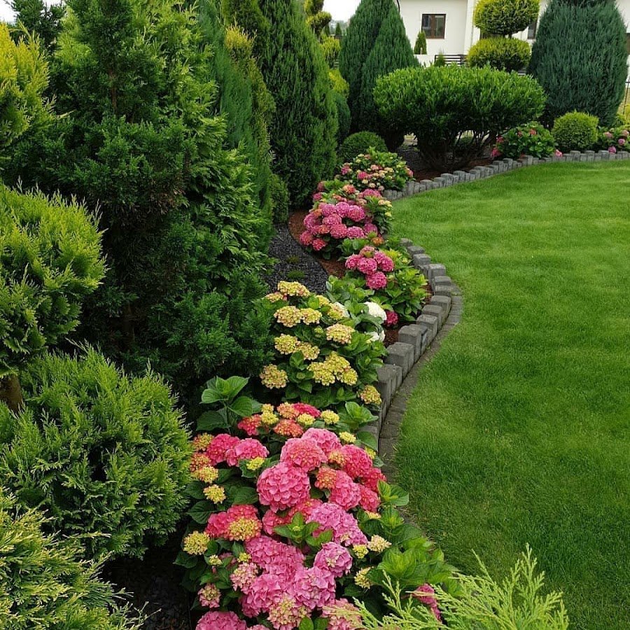 Туя Даника в миксбордере