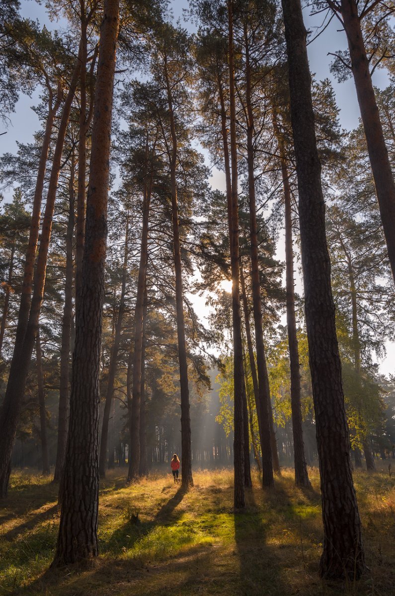 Соснового Бора соснового Бора