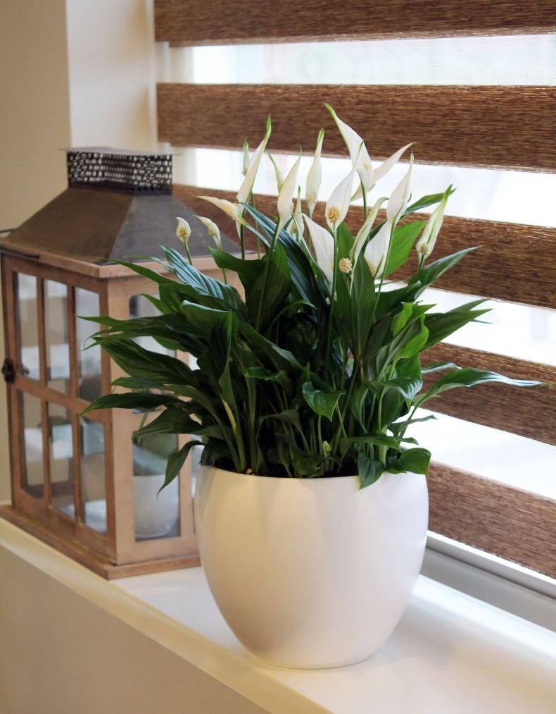 Спатифиллум с розовыми цветами