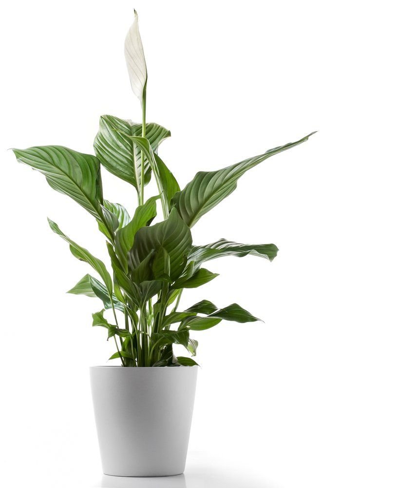 Драцена спатифиллум