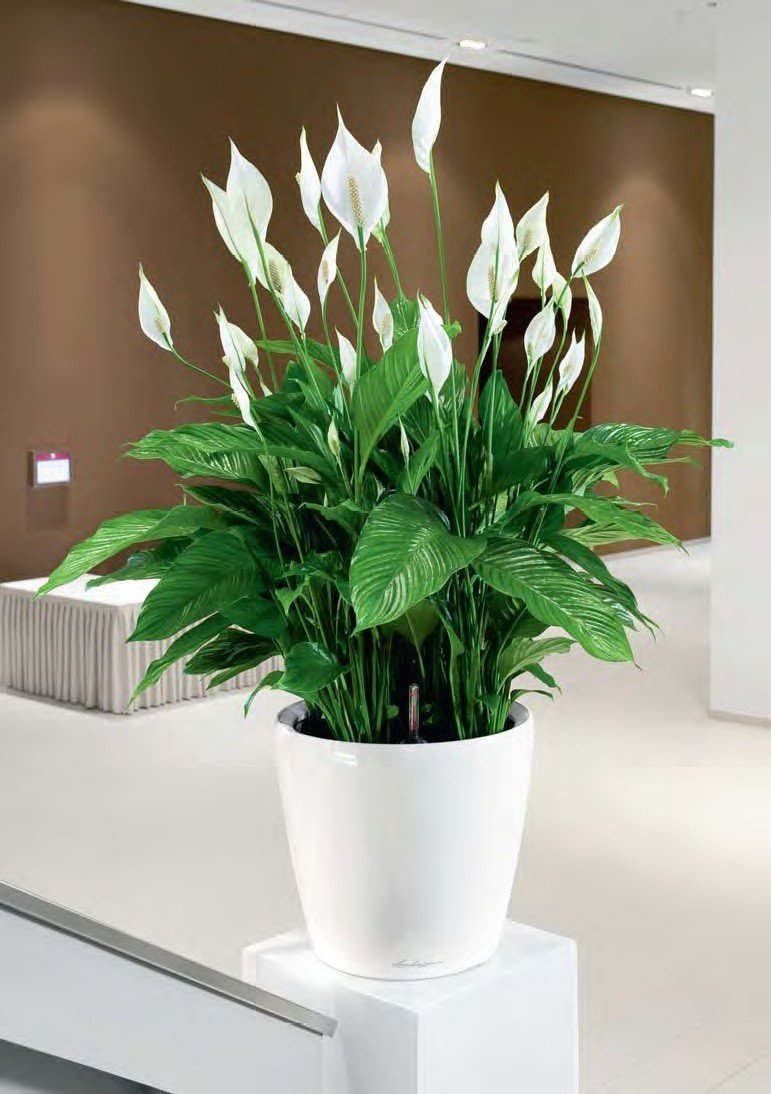 Спатифиллум неприхотливое растение