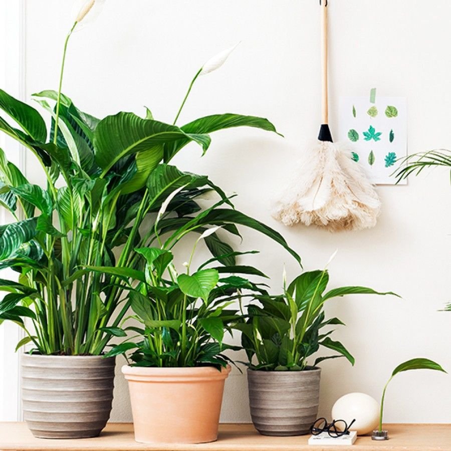 Спатифиллум Корто